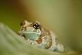 Amazon milk frog on leaf Royalty Free Stock Photo
