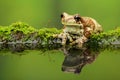 Amazon milk frog Royalty Free Stock Photo