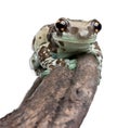 Amazon Milk Frog perched on branch