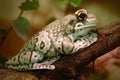 Amazon Milk Frog, Phrynohyas resinifictrix, in the nature habitat, sitting on the tree branch, Amazonia, Brazil