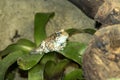 Amazon Milk Frog, Phrynohyas resinifictrix, sitting on a leaf bromelie Royalty Free Stock Photo