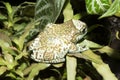 Amazon Milk Frog, Phrynohyas resinifictrix, sitting on a leaf bromelie Royalty Free Stock Photo
