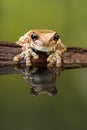Amazon milk frog reflected in green water Royalty Free Stock Photo