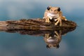 Amazon milk frog reflected in water Royalty Free Stock Photo