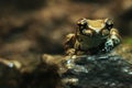 An Amazon Milk Frog Sitting on a Rock