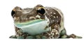 Amazon Milk Frog, Trachycephalus resinifictrix Royalty Free Stock Photo