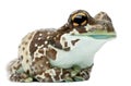 Amazon Milk Frog, Trachycephalus resinifictrix