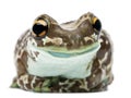 Amazon Milk Frog, Trachycephalus resinifictrix