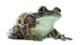 Amazon Milk Frog, Trachycephalus resinifictrix Royalty Free Stock Photo