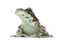 Amazon Milk Frog - Trachycephalus resinifictrix Royalty Free Stock Photo