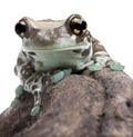 Amazon Milk Frog - Trachycephalus resinifictrix Royalty Free Stock Photo