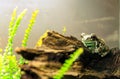 Amazon milk frog, Trachycephalus resinifictrix Royalty Free Stock Photo