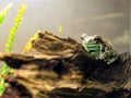 Amazon milk frog, Trachycephalus resinifictrix Royalty Free Stock Photo