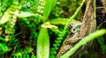 Amazon milk frog, Trachycephalus resinifictrix Royalty Free Stock Photo