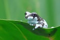 The Amazon milk frog (Trachycephalus resinifictrix) closeup on green leaves Royalty Free Stock Photo