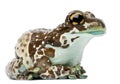 Amazon Milk Frog, Trachycephalus resinifictrix