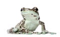 Amazon Milk Frog, Trachycephalus resinifictrix Royalty Free Stock Photo