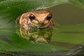 Amazon Milk Frog (Trachycephalus Resinifictrix) Royalty Free Stock Photo