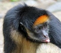 Amazon monkey