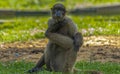 Amazon monkey posing for the photo