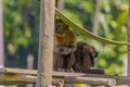 Amazon monkey resting with baby