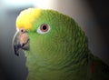 Amazon Parrot Royalty Free Stock Photo