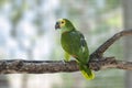 Amazon Parrot Royalty Free Stock Photo