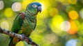 Amazon parrot on the branch with beautiful background
