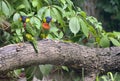 Amazon Parrot Amazona aestiva Royalty Free Stock Photo