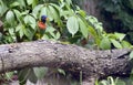 Amazon Parrot Amazona aestiva Royalty Free Stock Photo