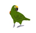 Amazon parrot. Cute funny Amazona bird. Exotic tropical jungle green-feathered birdie going, walking with folded wings