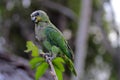 Amazon parrot Royalty Free Stock Photo