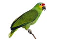 Amazon Parrot Royalty Free Stock Photo