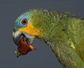 Amazon parrot with red hot chili pepper