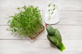 Amazon parrot at a tray with fresh microgrowth sprouts Royalty Free Stock Photo