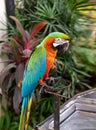 Amazon parrots were perched on the iron. Royalty Free Stock Photo