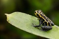 Amazon poison dart frog Ranitomeya imitator