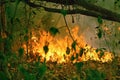 Amazon rain forest fire disaster is burning Royalty Free Stock Photo