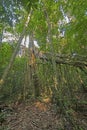 Amazon Rainforest Flora in the Sun