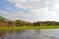 Amazon rainforest: Landscape along the shore of Amazon River near Manaus, Brazil South America