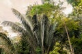 Amazon Rainforest, Lungs Of Our Planet, Ecuador Royalty Free Stock Photo