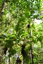 Amazon rainforest: Nature and plants along the shore of Amazon River near Manaus, Brazil South America