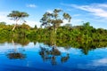 Amazon Rainforest Reflection Royalty Free Stock Photo