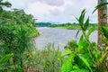 Amazon Rainforest River Closeup
