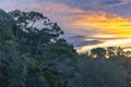 Amazon Rainforest at Sunset, Ecuador Royalty Free Stock Photo