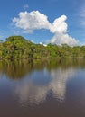 Amazon Rainforest Vertical Landscape Royalty Free Stock Photo