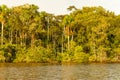 Amazon Rainforest Sunset, Napo, Yasuni, Ecuador Royalty Free Stock Photo