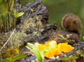 An Amazon Red Squirrel feeding on fruit