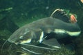 Amazon redtailed catfish