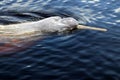 Amazon river dolphin or Boto Inia geoffrensis - Rio Negro, Amazon, Brazil, South America Royalty Free Stock Photo